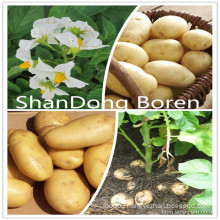 2015 New Crop Fresh Potato From Shandong Boren